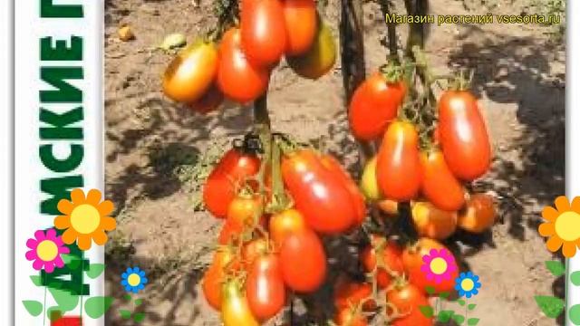 Томат Дамские пальчики. Краткий обзор, описание характеристик solanum lycopersicum Damskie palchiki смотреть онлайн