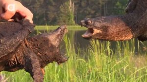 Грифовая черепаха vs Каймановая черепаха Версус животных Brave Wilderness на русском