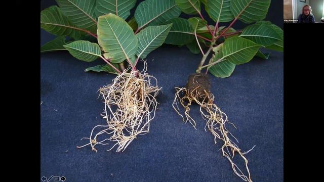 GrowON Webinar: Dr. Mary Hausbeck: Root rots: What you can't see can hurt you смотреть онлайн