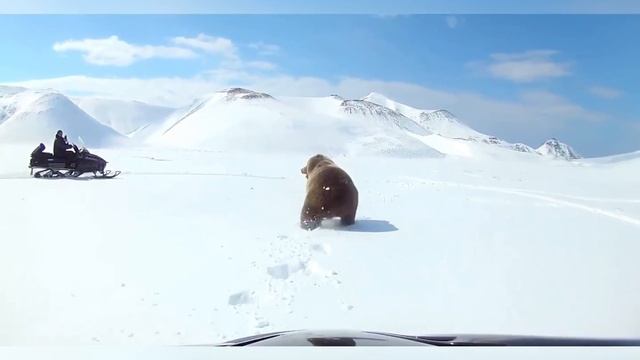 Siberian Tiger VS Brown Bear, Who Wins?| Creature смотреть онлайн