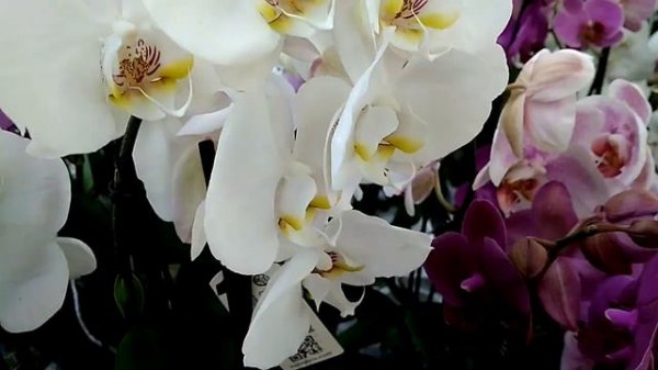 Необычные цвета орхидей.Unusual orchid colors.