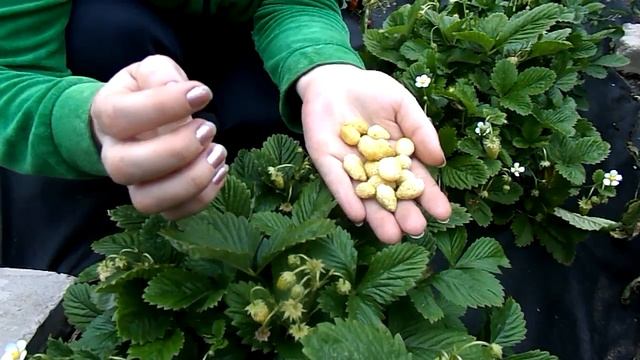 Земляника Желтое чудо Первый урожай смотреть онлайн