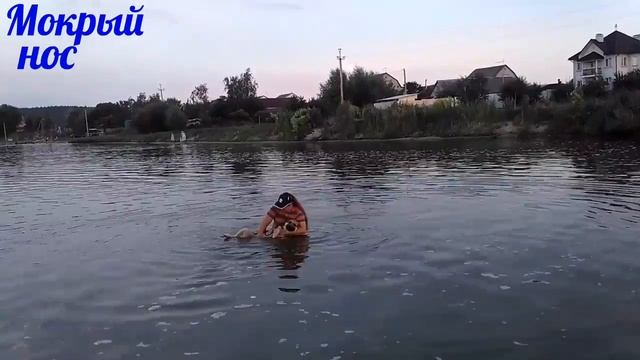 Плавание с немецкой овчаркой - ПОЛЕЗНАЯ ТРЕНИРОВКА! Мокрый нос смотреть онлайн