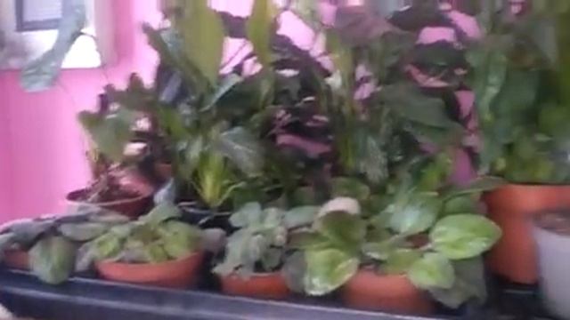 Новый завоз магазин Орхидея /Леко фантастик, дикий кот, чармер и многое другое смотреть онлайн