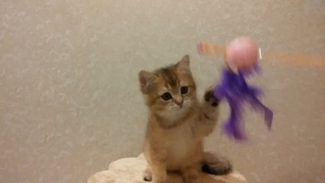 Британский котик золотого окраса Кай смотреть онлайн