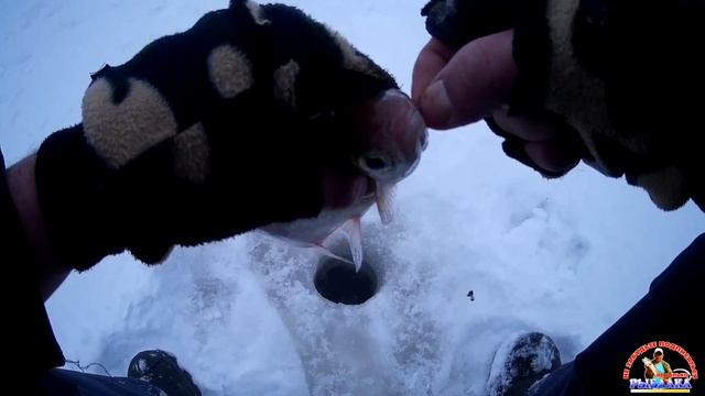 Эти кабаны утащили удочку!!! Отличный клёв! Зимняя рыбалка. Подлещик,(Сопа), Густера. смотреть онлайн