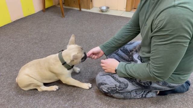 ФРАНЦУЗСКИЙ БУЛЬДОГ / ДРЕССИРОВКА / Саймон учится) смотреть онлайн