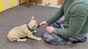 ФРАНЦУЗСКИЙ БУЛЬДОГ / ДРЕССИРОВКА / Саймон учится)