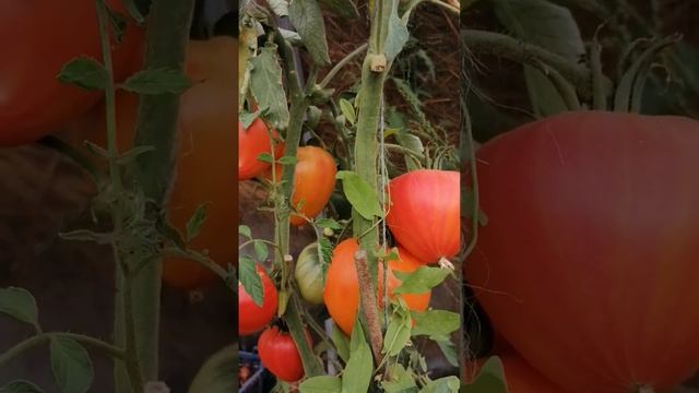 СЕРБСКИЙ ТОМАТ ПОМАРАНЧИ КОЛЛЕКЦИЯ ЛИПАТОВОЙ АНАСТАСИИ ВАЦАП ДЛЯ ЗАКАЗА КАТАЛОГА 89152458159 ПИСАТЬ смотреть онлайн