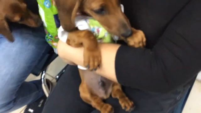 Такса съела веревку [Ветклиника Чулковой] смотреть онлайн