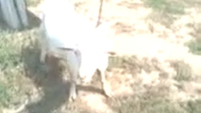 Бешеный козел. смотреть онлайн