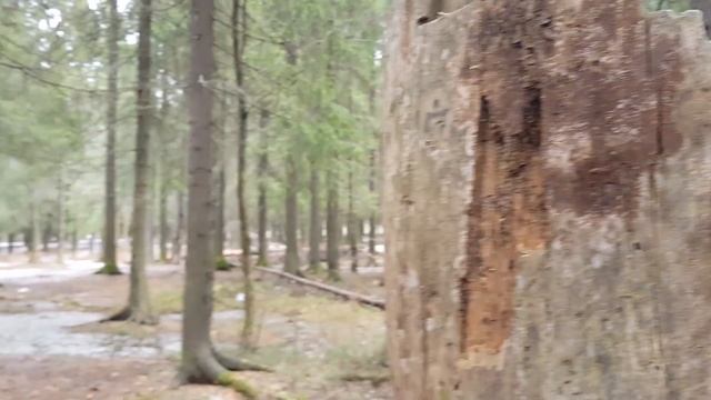 Парк Беличий остров город Петрозаводск Карелия Кормим белок с Рук смотреть онлайн