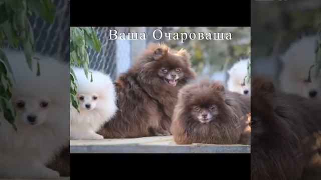 шпиц коричневый. Мася М смотреть онлайн