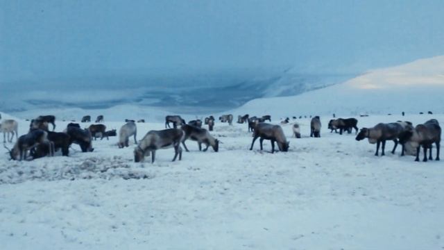 Северные олени пасутся в -35 в горах Полярного Урала близ Лабытнанги. смотреть онлайн