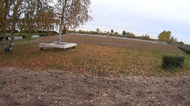 Интересное приключение! Американские пони, мини-лошадки! Породистые кони!