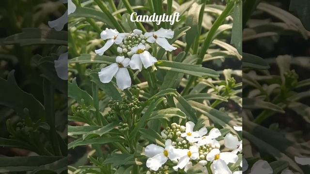 #Candytuft #Iberis #Ornamental #Winterflower #Gardenplant #Shorts смотреть онлайн