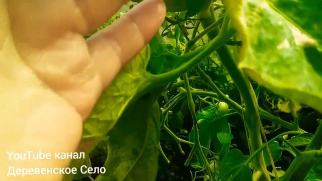 Златоглазка против белокрылки/полезное насекомое в теплице/#ДеревенскоеСело смотреть онлайн