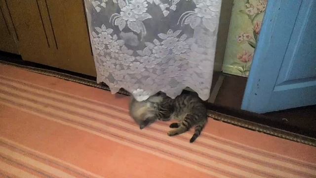 Вольная борьба на полу коты kittens funny game смотреть онлайн