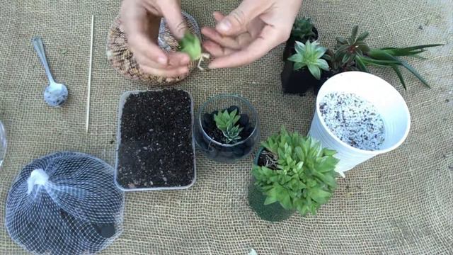 Can Succulents Be Planted In Just Rocks? смотреть онлайн