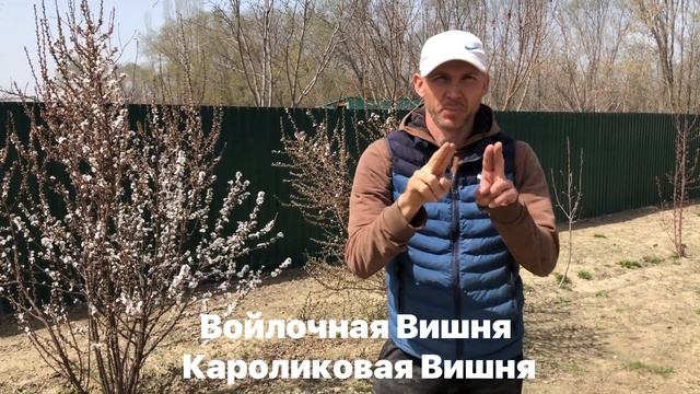 Войлочная вишня ( Карликовая вишня ). Felt Cherry (Dwarf Cherry).