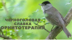 Черноголовая славка - орнитотерапия (лечение пением птиц)