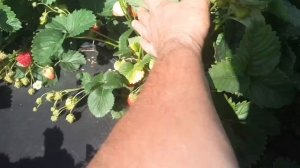 Клубника Ада!Суперурожайный сорт, налив ягоды!Часть 3