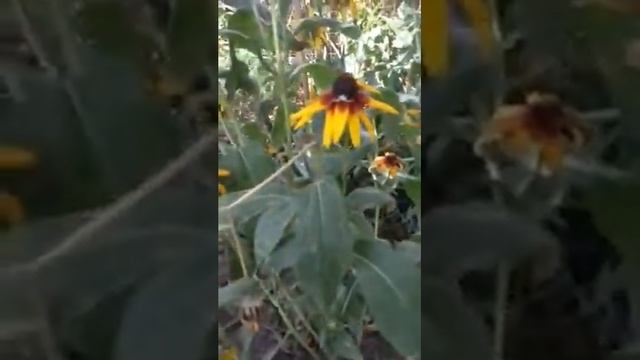 Топ 2 паука которые я видела в Бердянске смотреть онлайн