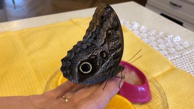 Бабочка Калиго чем кормить смотреть онлайн