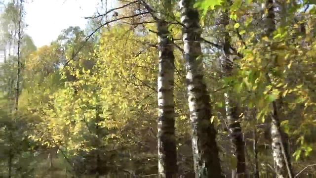 Растительные яды Зачем нужно быстрее в лес? смотреть онлайн