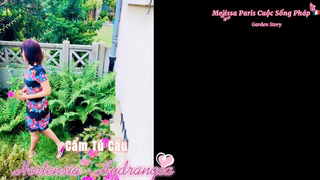 Hydrangeas |Trồng Hoa Cẩm Tú Cầu ở Pháp | Hortensia| Cuộc Sống Pháp| Melissa Paris смотреть онлайн