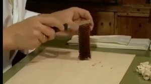 Вывод маток и эффективное производство в пчеловодстве Германия