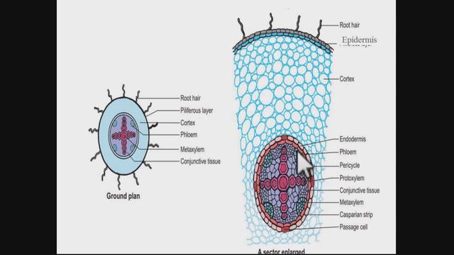 Dicot & Monocot Root смотреть онлайн