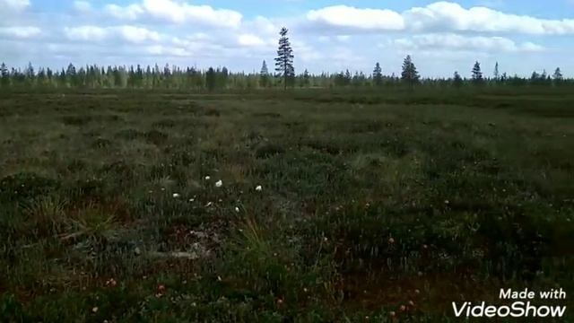 Собираем морошку. Мезень 2020. смотреть онлайн