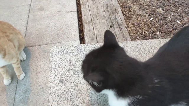 Никогда не Видела Столько Котиков! Турция - Страна Котов смотреть онлайн