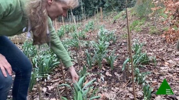 ? ꕥ Snowdrops to lift the spirits!