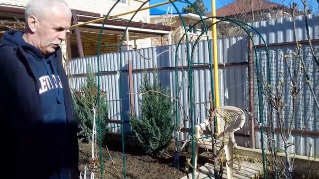 Карликовая груша. Выращивание и уход. Анапа смотреть онлайн