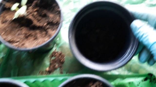 Пикирую санберрию.Дренаж для рассады. смотреть онлайн