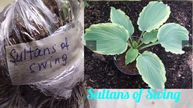 Новые ХОСТЫ (Skywriter и Sultans of Swing)из магазина Татьянин Сад смотреть онлайн