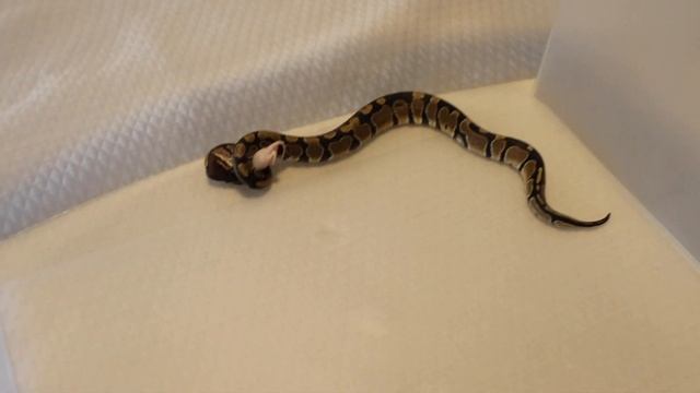 **WARNING** FEEDING PYTHON ~ PLUS GIVEAWAY смотреть онлайн