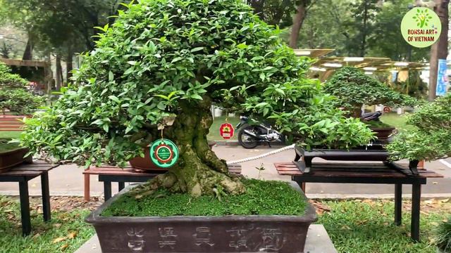 Thưởng lãm các tác phẩm Bonsai đạt giải tại Triển lãm Bonsai Xuân Tân Sửu смотреть онлайн