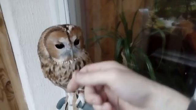 Обыкновенная неясыть Сёва смотреть онлайн