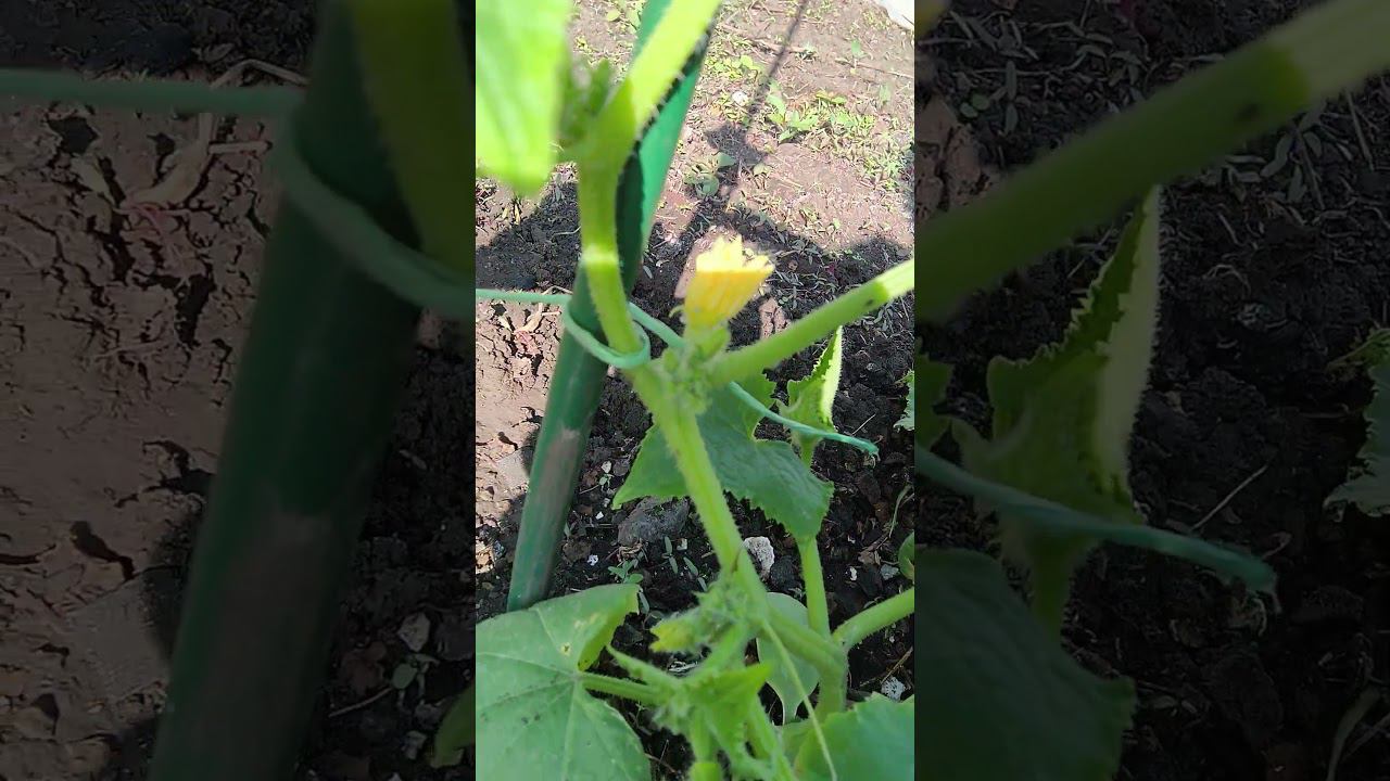 мои огурчики!!)) смотреть онлайн