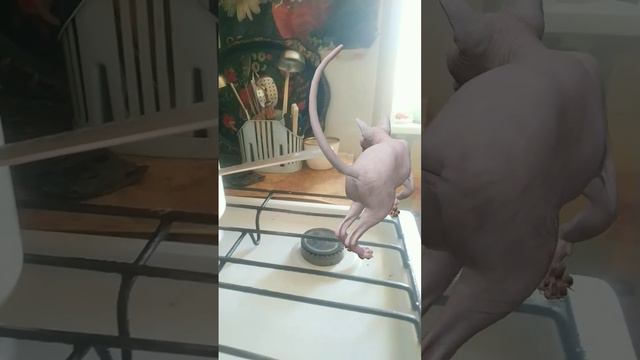 Откуда она взялась эта кошка ?! смотреть онлайн