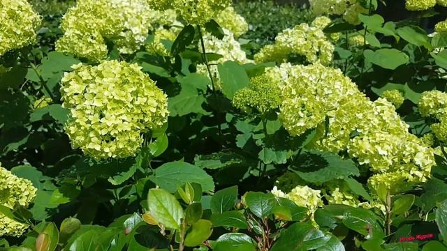 Цветущий Вильнюс смотреть онлайн