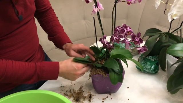 Ещё одна композиция на заказ и пересадка 12 орхидей из коры в цеофлору! смотреть онлайн