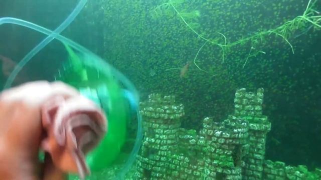 Аккуратная чистка стекла аквариума смотреть онлайн