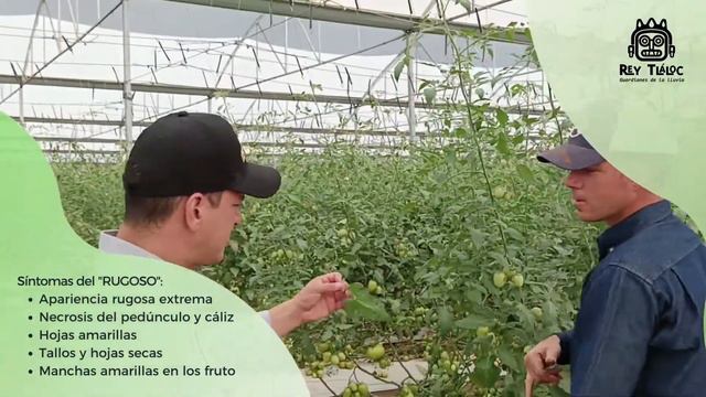 Palabra del Productor: SQ2 para cultivo libre del virus rugoso del Tomate смотреть онлайн