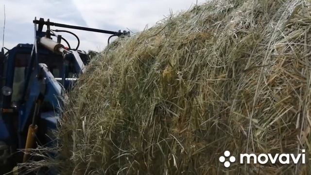 ОТОБРАЛИ ПОЛОВИНУ СЕНОКОСА !ПЕРВОЕ СЕНО НОВОГО УРОЖАЯ ДОМА!БЫКИ И ТЕЛЯТА СНИМАЮТ ПРОБУ! смотреть онлайн