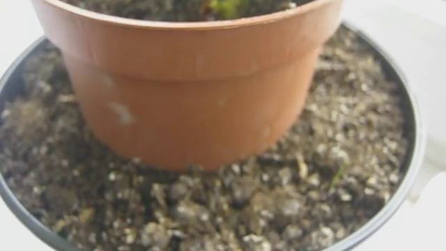 Ремонтантная клубника на подоконнике смотреть онлайн