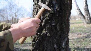 КАК СОБИРАТЬ БЕРЁЗОВЫЙ СОК и НЕ ВРЕДИТЬ ДЕРЕВУ / Добыча сока берёзы весной